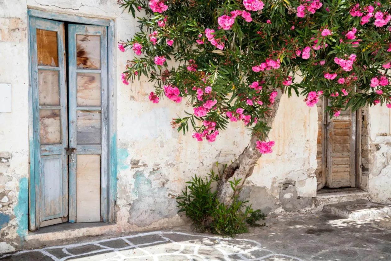 Old door, tree and flowers in Paros